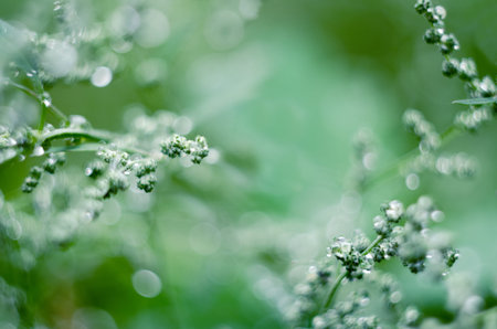 Soft focused abstract background. Meadow grass under dew drops, after the rain. Summer natural...