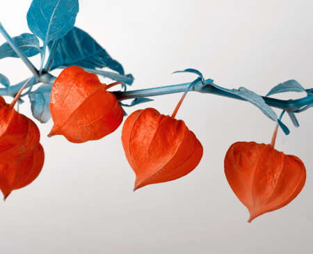 Creative toned photo of ripe red physalis flowers. Autumn sale backdrop.の写真素材