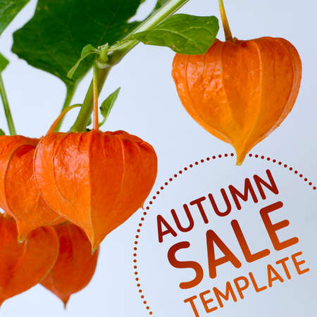Sale promo template with ripe red physalis flowers. Autumn sale backdrop.の写真素材