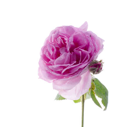 Gentle pink tea rose flower against white background.の写真素材