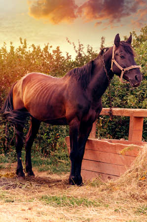 Portrait of a gorgeous black horse feeding near hitching post in the farm.の写真素材