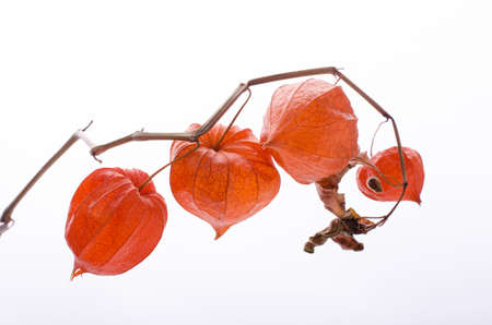 Dry Lampion, Dried branch of physalis lanterns.の写真素材
