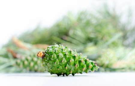 Fresh young green pine cone isolated on white background. Raw ingredient for tasty pine jam.の写真素材