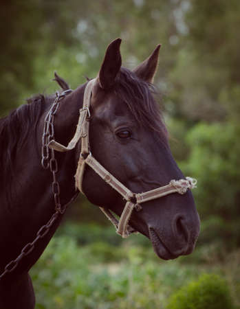 Portrait of a gorgeous black horse against green field. Horses head.の写真素材
