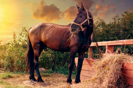 Portrait of a gorgeous black horse feeding near hitching post in the farm yard.の写真素材
