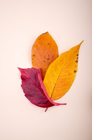 Minimalist Autumn Background with Bright Red and Yellow Leaves Against Beige Background. Good For...