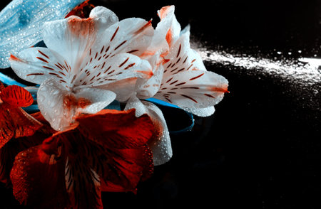 Bright yellow alstroemeria flower on a black background. Dramatic floral background.の写真素材