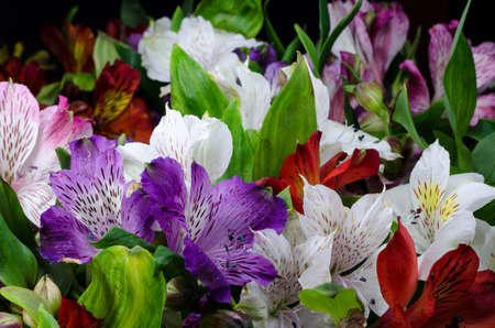 Bright yellow alstroemeria flower on a black background. Dramatic floral background.の写真素材