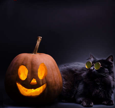 Smiling Halloween pumpkin head and big fluffy black cat wearing sunglasses in the darkness. Low key template for Halloween party poster or banner.の写真素材