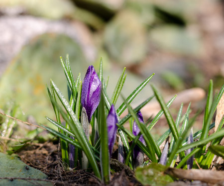 Bright beautiful violet crocus flower. First spring flower under morning dew. Spring seasonal...