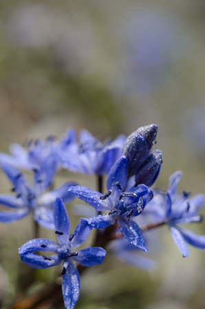 Beautiful blue Scilla Siberica under bright spring sun. First spring flowers in the garden. Magical...