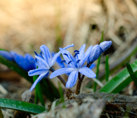 First sunny days in the forest full of blue flowers of Scilla Siberica.Magical spring seasonal background.の写真素材
