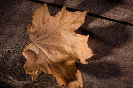 Autumnal background with dry maple leaf close-up on a old wooden background.