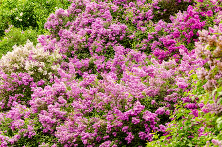Plenty of lilac bushes blooming in a garden. Bright purple background full of lilac blooming. Spring botanical background.の写真素材