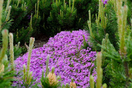Beautiful bright purple phlox subulata close up. Spring botanical background with space for text.の写真素材