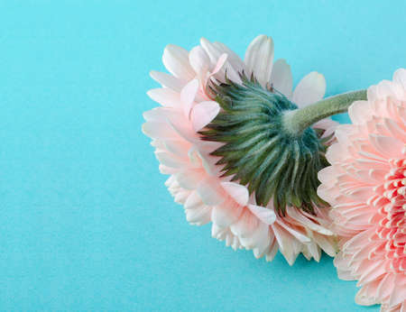 Fluffy green back side of gerbera on a turquoise color background. Romantic greeting card floral template with space for text.の写真素材