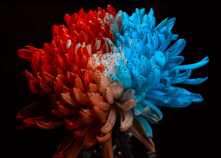 Rainbow Colored Dahlia on a black background. Low Key studio shot of a bright flower. Good for screen background wallpapers.の写真素材