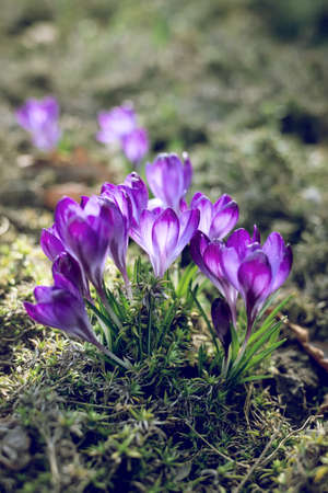 Spring background with beautiful violet crocuses in the garden. Cinema filter toned photo.の写真素材