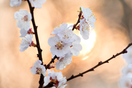 Bright pink apricot blooming in the spring garden. Beautiful selective focused seasonal background.