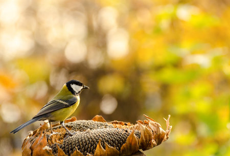 Great tit birds eating sunflower seeds from dry flower in a autumn garden. Fall seasonal background with cute little birds.の写真素材