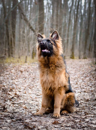Young fluffy German shepherd dog puppy six months old Lying in a forest ground. Purebred dog portrait.の写真素材