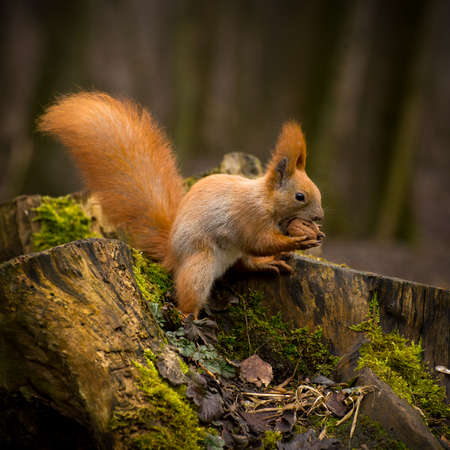 Beautiful Red fluffy squirrel eating big walnut in the autumn forest. Curious squirrel portraitの写真素材