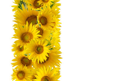 Floral banner with Sunflowers isolated on white background with space for text.の写真素材