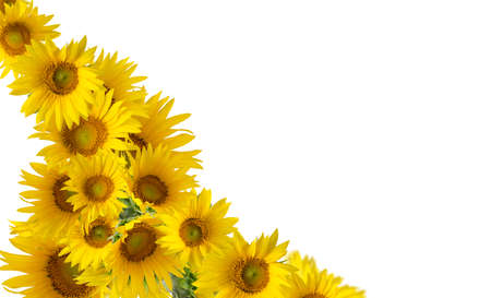 Floral banner with Sunflowers isolated on white background with space for text.の写真素材