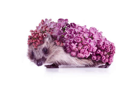 Contemporary pop Art collage of Cute little Hedgehog covered by flowers of bright lilac flowers against a white background. Animal portrait poster.の写真素材
