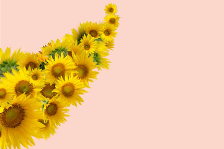 Floral banner with Sunflowers isolated on pink background with space for text. Good for summer sale postersの写真素材