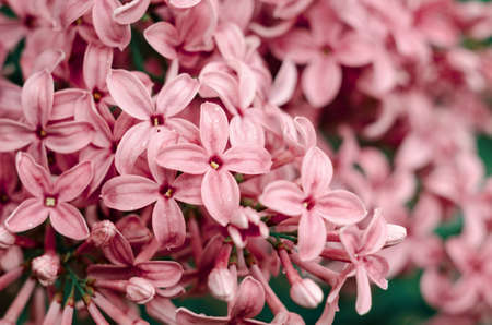Beautiful purple lilac flowers. Macro photo of lilac spring flowers. Floral background.の写真素材