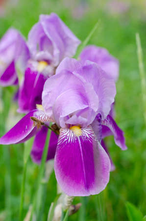 Beautiful violet Fleur De-lis flower, Iris blooming in the garden. Spring season flowersの写真素材