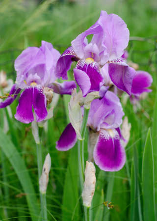 Beautiful violet Fleur De-lis flower, Iris blooming in the garden. Spring season flowersの写真素材