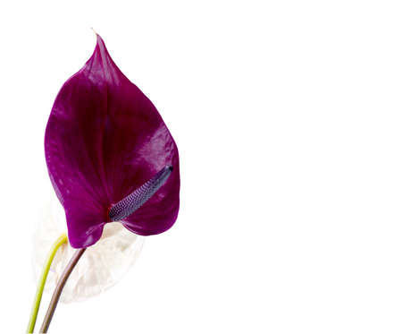 Beautiful pair of purple and pink Anthurium flowers isolated on white background. Trendy minimalistic background.の写真素材