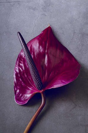Beautiful purple Anthurium on a grey grunge background.の写真素材