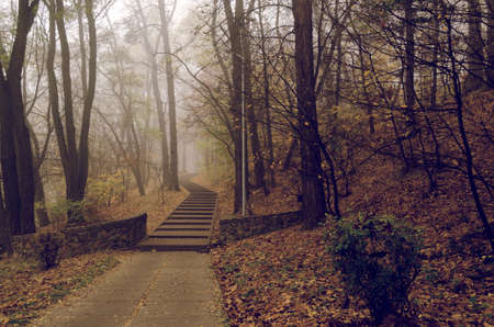 Fantastic Mysterious Foggy Morning in the Autumnal Park. Moody Background with Yellow Trees. Fall seasonal background.の写真素材