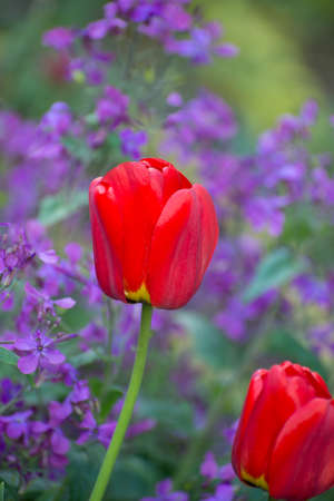 Bright red tulip flower against violet flowers backdrop in the garden. Spring Floral theme background.の写真素材