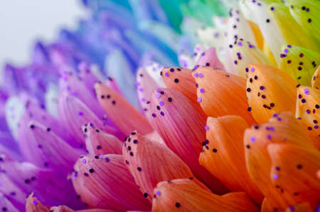 Rainbow Colored Dahlias Petals close up. Good for screen background wallpapers.の写真素材