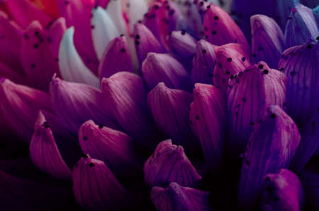 Rainbow Colored Dahlias Petals close up. Good for screen background wallpapers.の写真素材