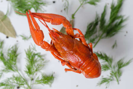 Fresh brewed red crayfish with spices and spice. Selective focused food photography background.の写真素材