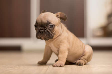 Portrait of One-month-old French Bulldog puppy. Cute little puppy.の写真素材