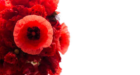 Banner with bouquet of red poppies isolated on white background with empty space for text.の写真素材