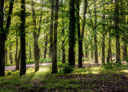 Chestnut trees in the spring forest and bright sun rays through the trees. Fresh spring foliage...