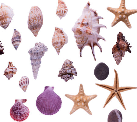 Collection of seashells isolated on white background. Top view marine still life.