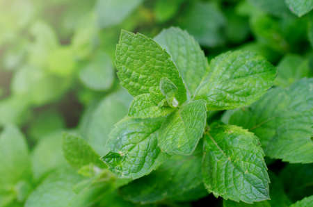 Fresh green peppermint grows in the garden. Peppermint leaves under dew drops. Spring botanical background.の写真素材