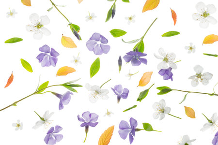 Young fresh green leaves, periwinkle, and cherry tree flowers against a white background. Beautiful...