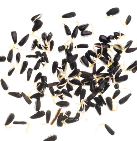 Germinated sunflower seeds pattern isolated on a white backgroundの写真素材
