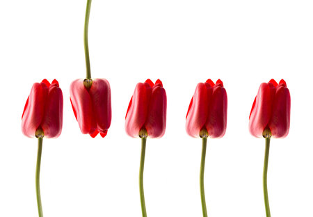 Red tulips isolated on white background. A row of ideal tulips.