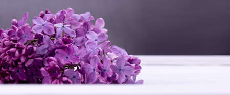 Banner with bright violet lilac blooming branche on a dark gray background. Romantic floral background with space for your text.の写真素材