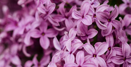 Beautiful purple lilac flowers. Macro photo of lilac spring flowers. Floral background.の写真素材